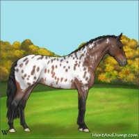 Horse Color:Bay Roan Appaloosa
