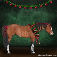 Horse Color:Bay Sabino Rabicano  and Bay Sabino Rabicano 