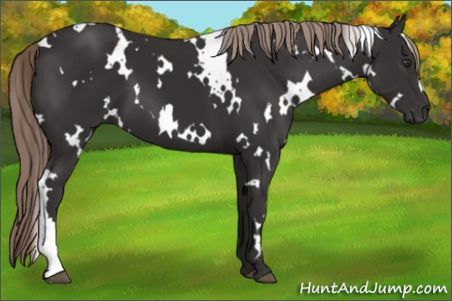 Horse Color:White Spotted Liver Chestnut 