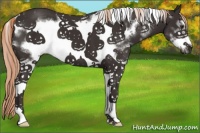 Horse Color:White Spotted Liver Chestnut Frame 