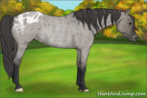 Horse Color:Grullo Roan Varnish Rabicano 