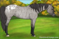 Horse Color:Grullo Roan Varnish Rabicano 