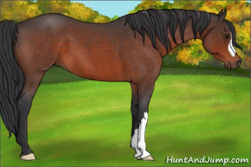 Horse Color:Brown Roan 