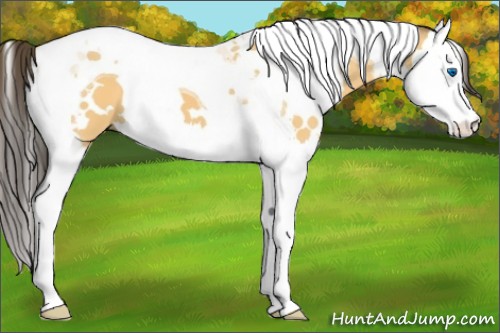 Horse Color:White Spotted Buckskin Dun Splash Tobiano 