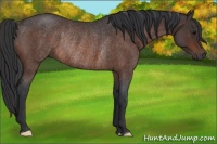 Horse Color:Bay Roan Rabicano 