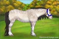 Horse Color:Classic Champagne Ice Onyx 