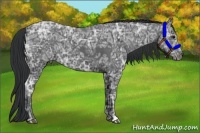 Horse Color:Black Ice 