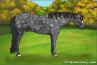 Horse Color:Black Ice