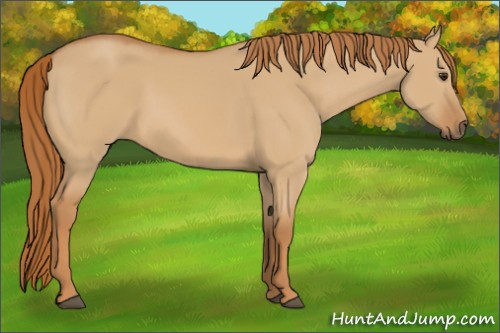 Horse Color:Red Dun