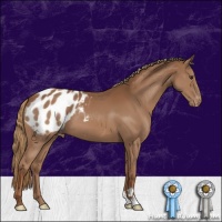 Horse Color:Chestnut Appaloosa