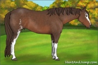 Horse Color:White Spotted Liver Chestnut 