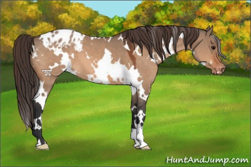 Horse Color:White Spotted Bay Dun Appaloosa
