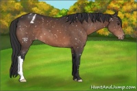 Horse Color:Brown Mushroom Appaloosa