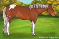 Horse Color:Silver Brown Tobiano Appaloosa