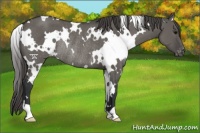 Horse Color:White Spotted Grullo Varnish Rabicano 