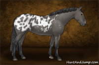 Horse Color:Grullo Appaloosa 