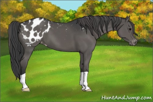 Horse Color:Grullo Varnish