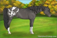 Horse Color:Grullo Appaloosa 