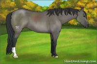 Horse Color:Grullo
