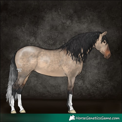 Horse Color:Brown Dun 
