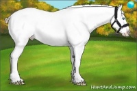 Horse Color:Buckskin Pearl Dun Splash Appaloosa Rabicano 