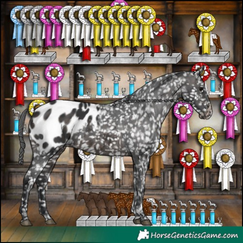 Horse Color:Brown Appaloosa 