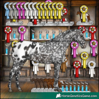 Horse Color:Brown Appaloosa