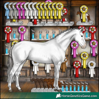 Horse Color:Brown Appaloosa 