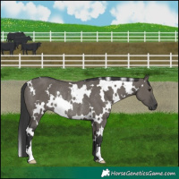 Horse Color:White Spotted Grullo Rabicano