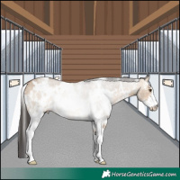 Horse Color:White Spotted Bay Dun Sabino Rabicano 