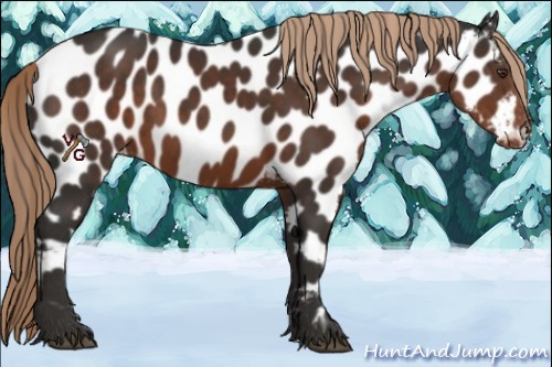 Horse Color:Liver Chestnut Appaloosa Rabicano 