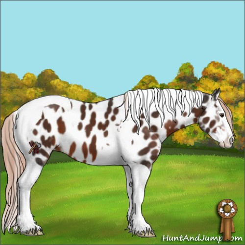 Horse Color:Liver Chestnut Splash Tobiano Appaloosa 