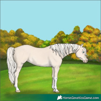 Horse Color:Cremello Tobiano 