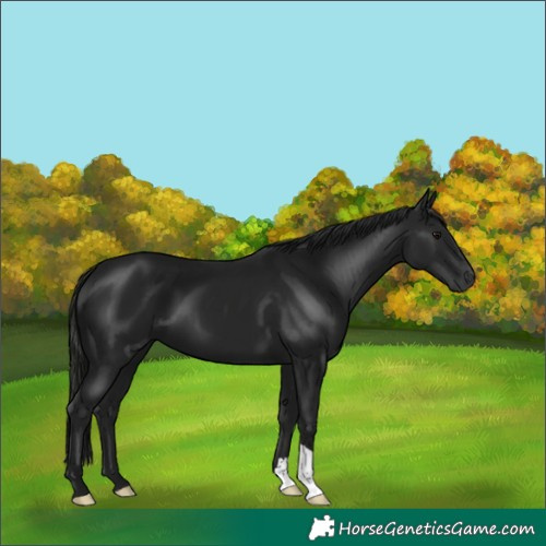 Horse Color:Gray Smoky Black 