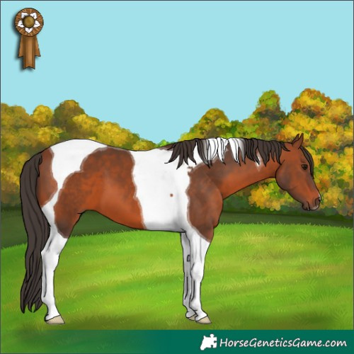 Horse Color:Bay Tobiano 