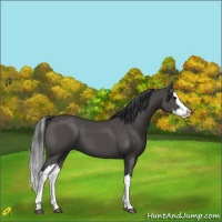 Horse Color:Black Splash 