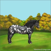 Horse Color:Black Appaloosa