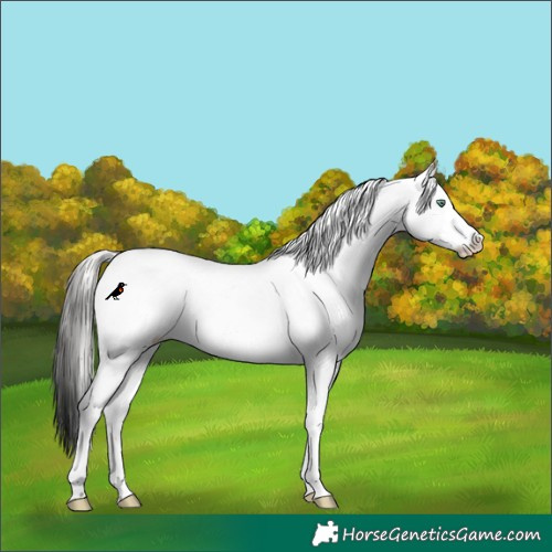 Horse Color:White Spotted Silver Classic Champagne Dun Rabicano 
