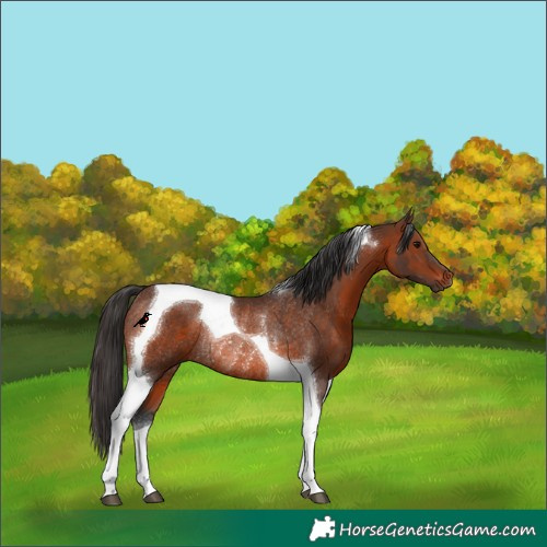 Horse Color:Brown Tobiano Rabicano 