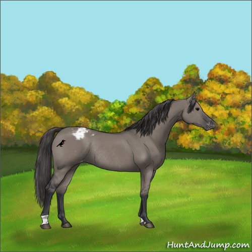 Horse Color:Grullo Varnish Rabicano