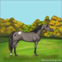 Horse Color:Grullo Varnish Rabicano 