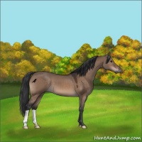 Horse Color:Brown Dun 