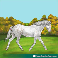 Horse Color:Silver Smoky Blue Onyx Roan Tobiano Appaloosa 