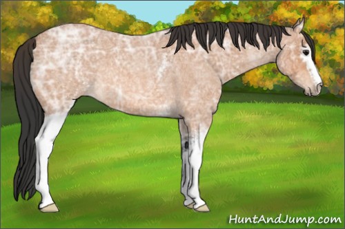 Horse Color:White Spotted Bay Ice Roan