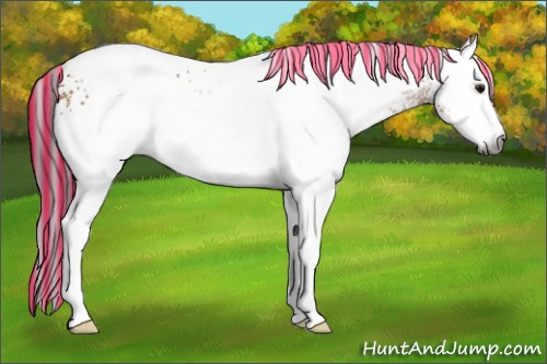 Horse Color:Gray Painted White Spotted Buckskin Ice
