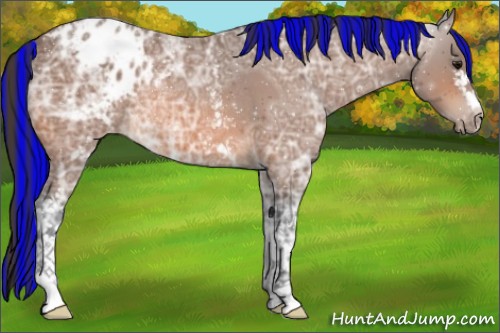 Horse Color:ERROR: UNKNOWN ANOMALY