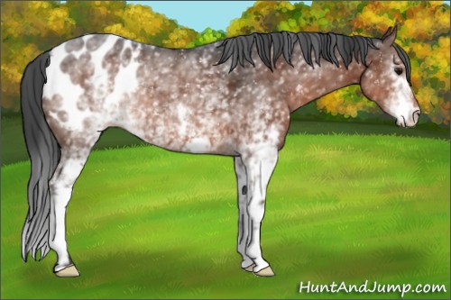 Horse Color:White Spotted Brown Snowflake Varnish