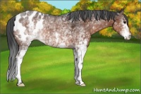 Horse Color:White Spotted Brown Snowflake Varnish 