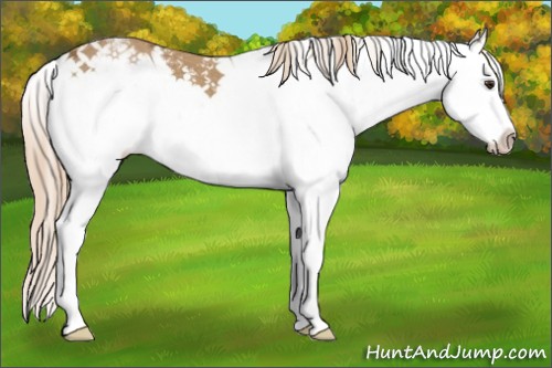 Horse Color:Chestnut Ice Sabino Splash