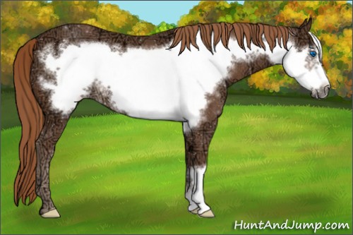 Horse Color:Chestnut Ice Frame 